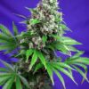 La Killer Kush fast version de Sweet Seeds son semillas de marihuana feminizadas que puedes comprar en nuestro grow shop online.