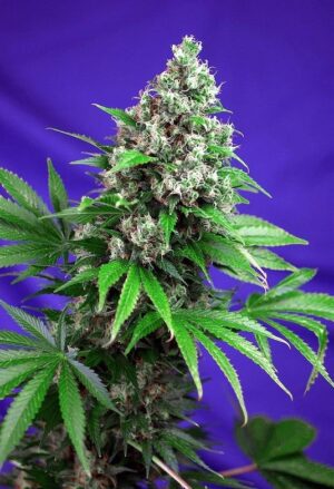 La Killer Kush fast version de Sweet Seeds son semillas de marihuana feminizadas que puedes comprar en nuestro grow shop online.
