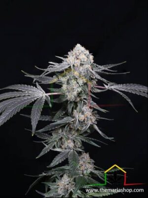 High Society de Paradise Seeds son semillas de marihuana feminizadas que puedes comprar en nuestro grow shop online.