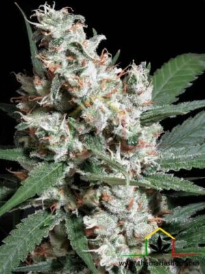 L.A. Amnesia de Paradise Seeds son semillas de marihuana feminizadas que puedes comprar en nuestro grow shop online.