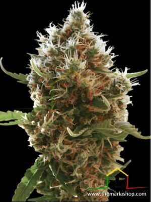 Lucid Bolt de Paradise Seeds son semillas de marihuana feminizadas que puedes comprar en nuestro grow shop online.