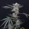 Luxar-Dos de Paradise Seeds son semillas de marihuana feminizadas