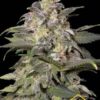 Magic Bud de Paradise Seeds son semillas de marihuana feminizadas