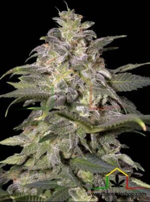 Magic Bud de Paradise Seeds son semillas de marihuana feminizadas que puedes comprar en nuestro grow shop online.