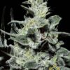 Nebula de Paradise Seeds son semillas de marihuana feminizadas