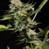 Glowstarz de Paradise Seeds son semillas de marihuana feminizadas