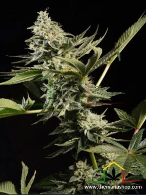 Glowstarz de Paradise Seeds son semillas de marihuana feminizadas que puedes comprar en nuestro grow shop online.
