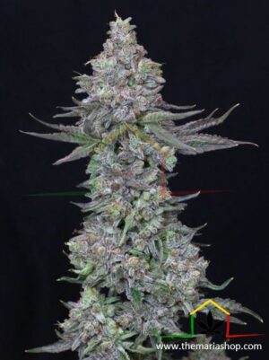 Slipstream de Paradise Seeds son semillas de marihuana feminizadas que puedes comprar en nuestro grow shop online.
