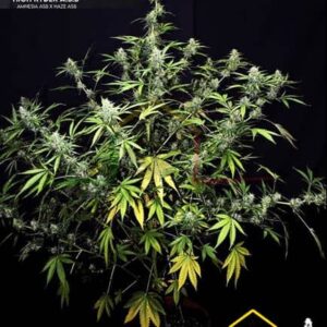 High Ryder Auto de Xtreme Seeds son semillas de marihuana autoflorecientes que podrás comprar en nuestro growshop online.