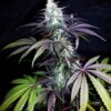La High Mass de Xtreme Seeds son semillas de marihuana super autoflorecientes que puedes comprar en Themariashop.