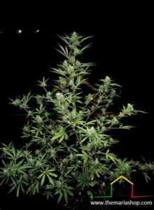 Sour Ryder Auto Xtreme Seeds