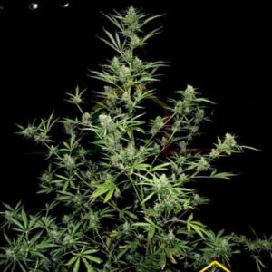 Sour Ryder de Xtreme Seeds son semillas de marihuana auto de talla gigante que podrás comprar en Themariashop.