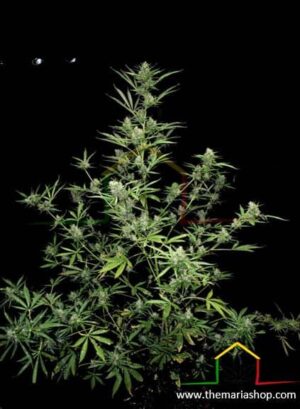 Sour Ryder de Xtreme Seeds son semillas de marihuana auto de talla gigante que podrás comprar en Themariashop.