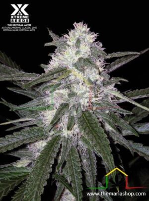 The Critical Auto de Xtreme Seeds son semillas de marihuana autoflorecientes que podrás comprar en Themariashop.