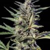 Zkittlez OG Auto de Xtreme Seeds son semillas de marihuana autoflorecientes que podrás comprar en Themariashop.
