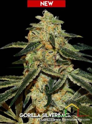 Gorilla Silverback de Xtreme Seeds son semillas de marihuana feminizadas que podrás comprar en Themariashop.