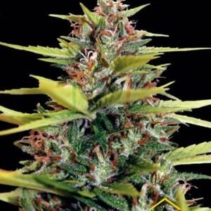 South Mountain Golden de Xtreme Seeds