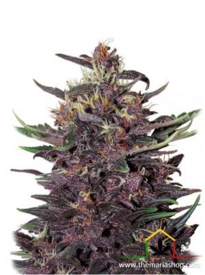 Buddha Purple Kush Auto de Buddha Seeds, son semillas de marihuana autoflorecientes feminizadas que puedes comprar en nuestro Grow Shop online.