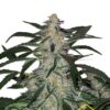 Deimos Auto de Buddha Seeds, son semillas de marihuana autoflorecientes feminizadas que puedes comprar en nuestro Grow Shop online.