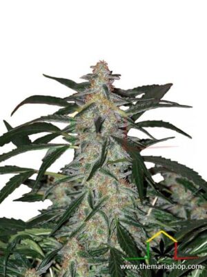 Deimos Auto de Buddha Seeds, son semillas de marihuana autoflorecientes feminizadas que puedes comprar en nuestro Grow Shop online.