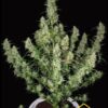 Magnum Auto de Buddha Seeds son semillas de marihuana autoflorecientes que puedes comprar en nuestro Grow Shop online.