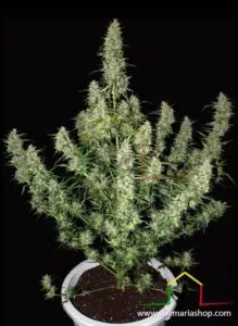 Magnum Auto de Buddha Seeds - Autoflorecientes más productivas.