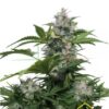 White Dwarf Auto de Buddha Seeds, son semillas de marihuana autoflorecientes feminizadas que puedes comprar en nuestro Grow Shop online.