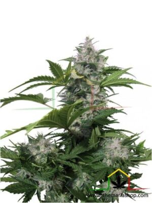 White Dwarf Auto de Buddha Seeds, son semillas de marihuana autoflorecientes feminizadas que puedes comprar en nuestro Grow Shop online.