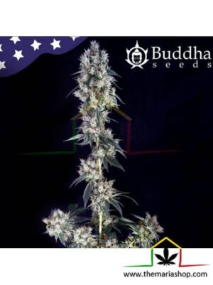 Buddha Cookie - Buddha Seeds