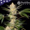 Buddha Dosi2 - Buddha Seeds
