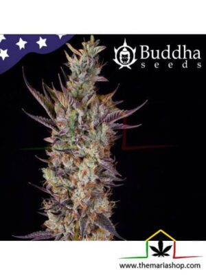 Buddha Gelato de Buddha Seeds