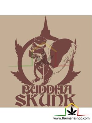 Buddha Skunk de Buddha Seeds,