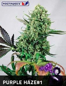 Purple Haze #1 de Positronics Seeds son semillas de marihuana feminizadas que puedes comprar en nuestro grow shop online.