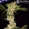 Gorila de Buddha Seeds son semillas de marihuana feminizadas
