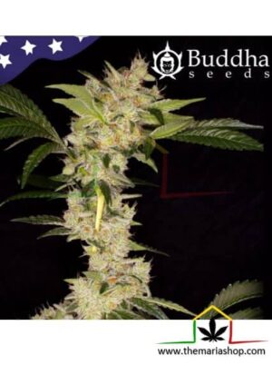 Gorila de Buddha Seeds, son semillas de marihuana feminizadas que puedes comprar en nuestro grow shop online.