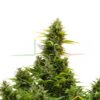 Medikit Auto de Buddha Seeds, son semillas de marihuana CBD