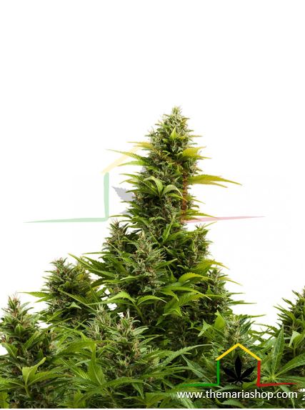 Medikit Auto de Buddha Seeds, son semillas de marihuana CBD