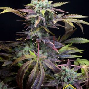 Txomango de Genehtik Seeds, son semillas de marihuana feminizadas que podrás comprar en nuestro grow shop online.