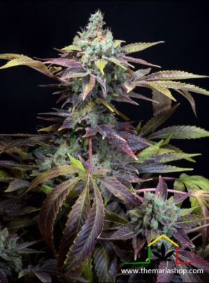 Txomango de Genehtik Seeds, son semillas de marihuana feminizadas que podrás comprar en nuestro grow shop online.
