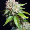 Zuri Widow de Genehtik Seeds, son semillas de marihuana feminizadas que puedes comprar en nuestro grow shop online.