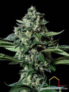 Gorila Bilbo de Genehtik Seeds - Les variétés de cannabis les plus riches en THC