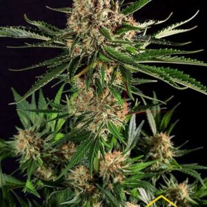 Txerri Bilbo Haze de Genehtik Seeds, son semillas de marihuana feminizadas que puedes comprar en nuestro grow shop online Themariashop.