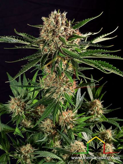 Txerri Bilbo Haze de Genehtik Seeds, son semillas de marihuana feminizadas que puedes comprar en nuestro grow shop online Themariashop.