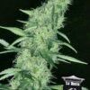 Somango #47 de Positronics Seeds, son semillas de marihuana feminizadas que puedes comprar en nuestro grow shop online.