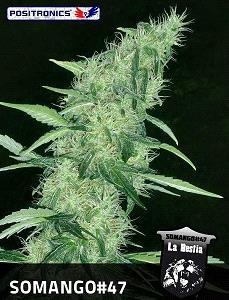 Somango #47 de Positronics Seeds, son semillas de marihuana feminizadas que puedes comprar en nuestro grow shop online.
