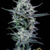 Blubonik de Genehtik Seeds, son semillas de marihuana feminizadas