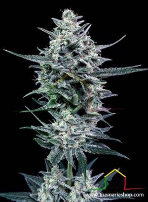 Blubonik de Genehtik Seeds, son semillas de marihuana feminizadas que puedes comprar en nuestro grow shop online Themariashop.