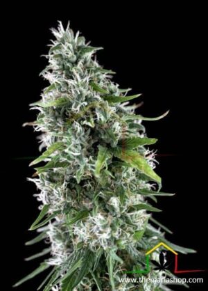 Kritikal Bilbo x AK-47 de Genehtik Seeds, son semillas de marihuana feminizadas que puedes comprar en nuestro grow shop online Themariashop.