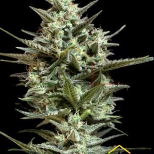 Sweet Bilbo - Genehtik Seeds
