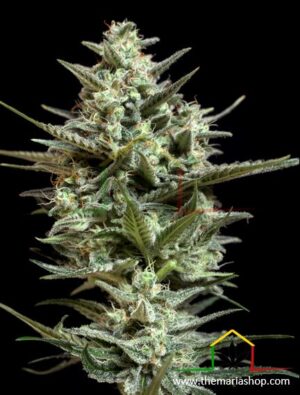 Sweet Bilbo de Genehtik Seeds, son semillas de marihuana feminizadas que puedes comprar en nuestro grow shop online Themariashop.